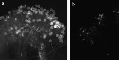 Figure 1.—