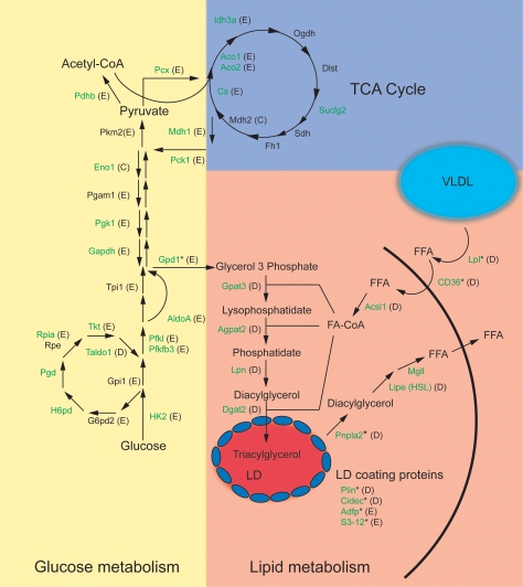 Figure 7.