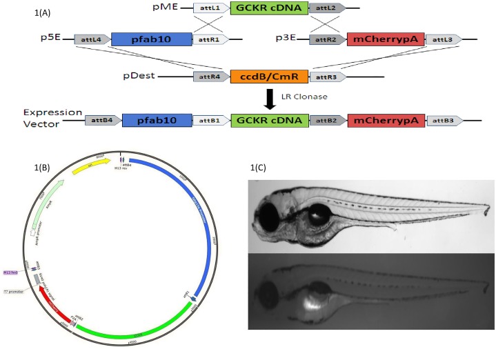 Fig 1