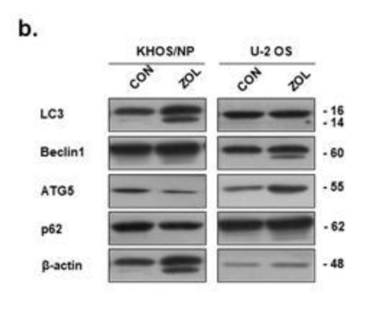 graphic file with name cancers-12-01359-i001.jpg