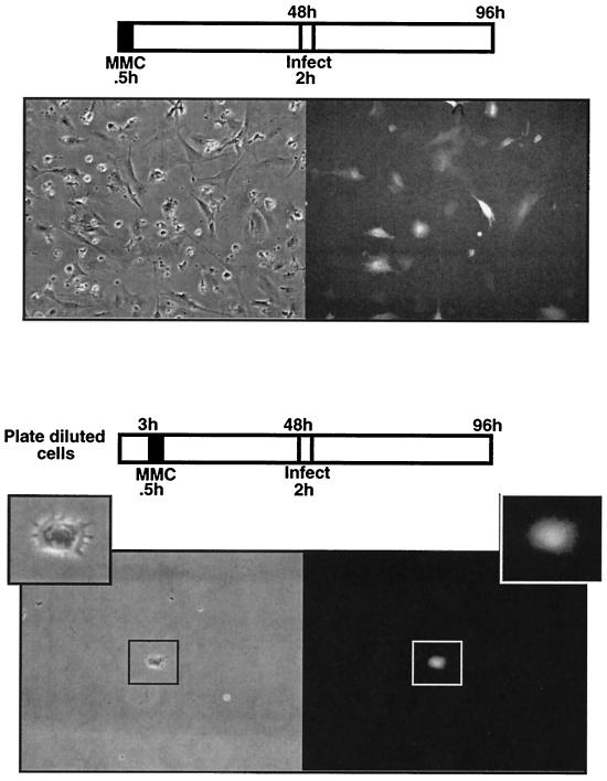 FIG. 5.