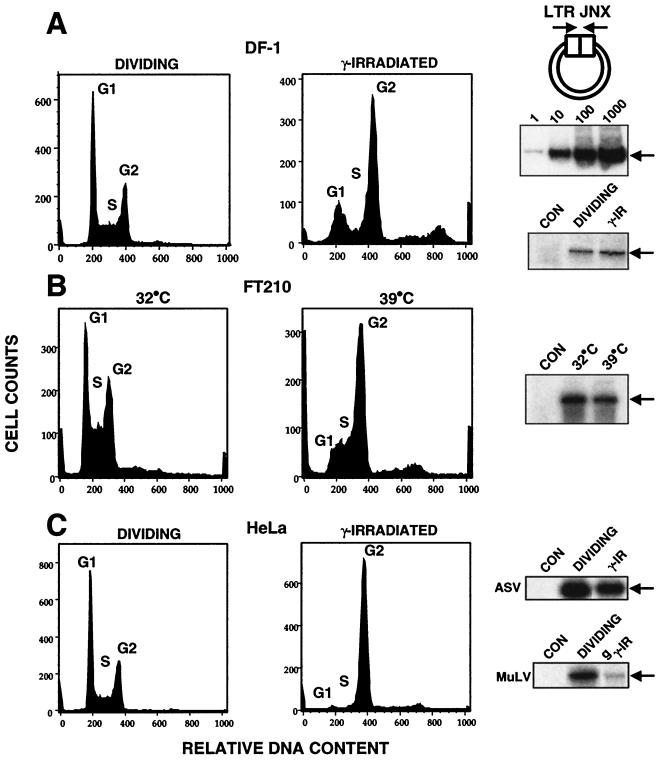 FIG. 1.