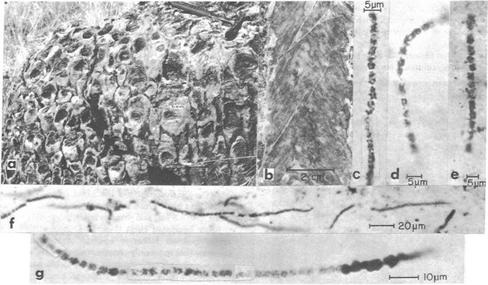 graphic file with name pnas00135-0147-a.jpg