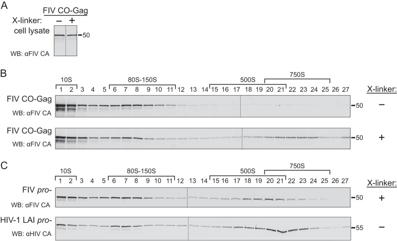 FIG 2