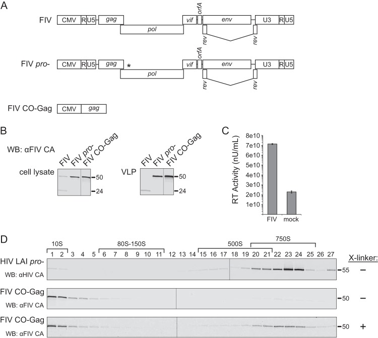 FIG 1