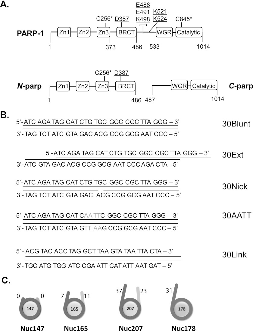 FIGURE 1.