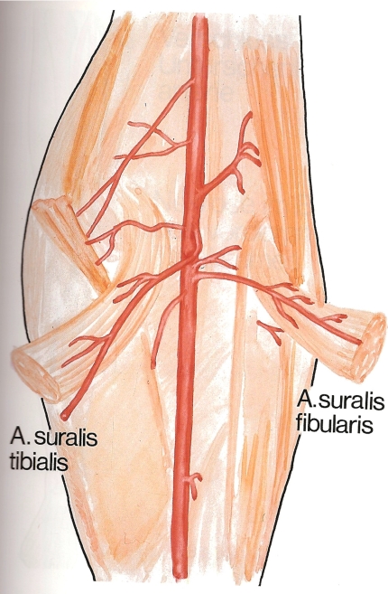Fig. (5)