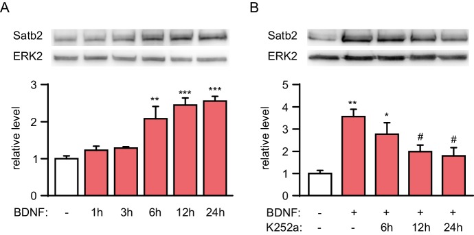 Figure 4—figure supplement 2.