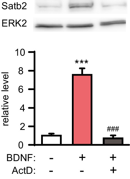 Figure 4—figure supplement 1.