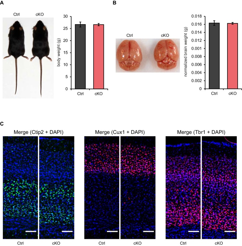 Figure 1—figure supplement 2.