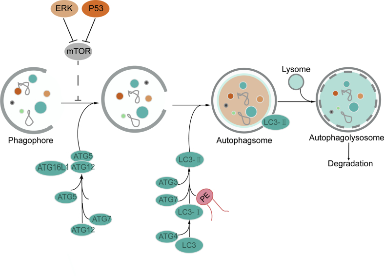 Figure 6