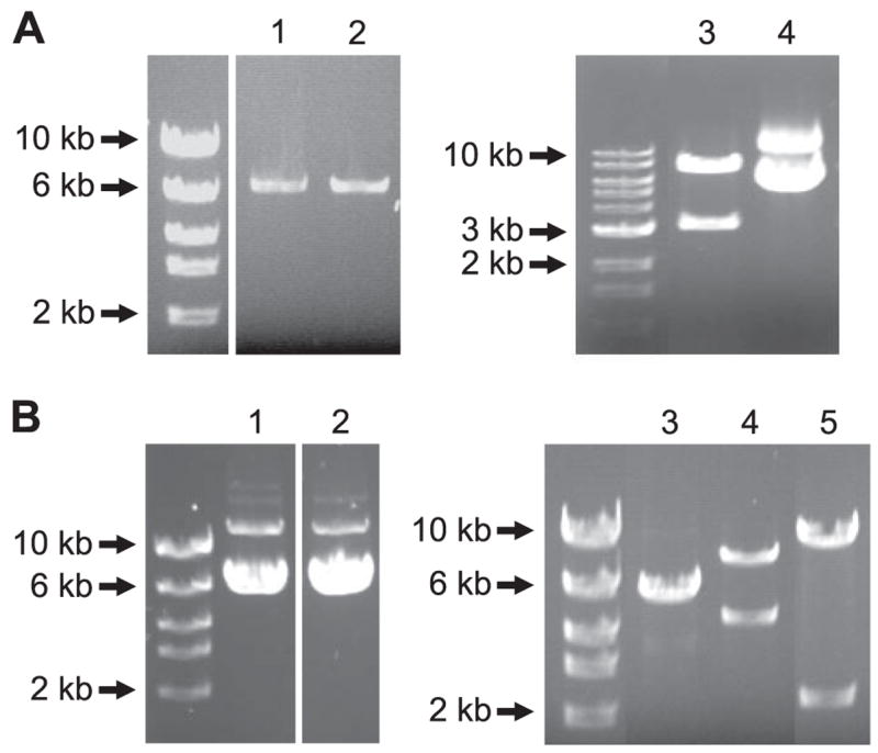 FIGURE 3