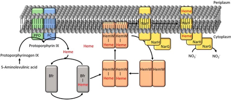 Figure 11.