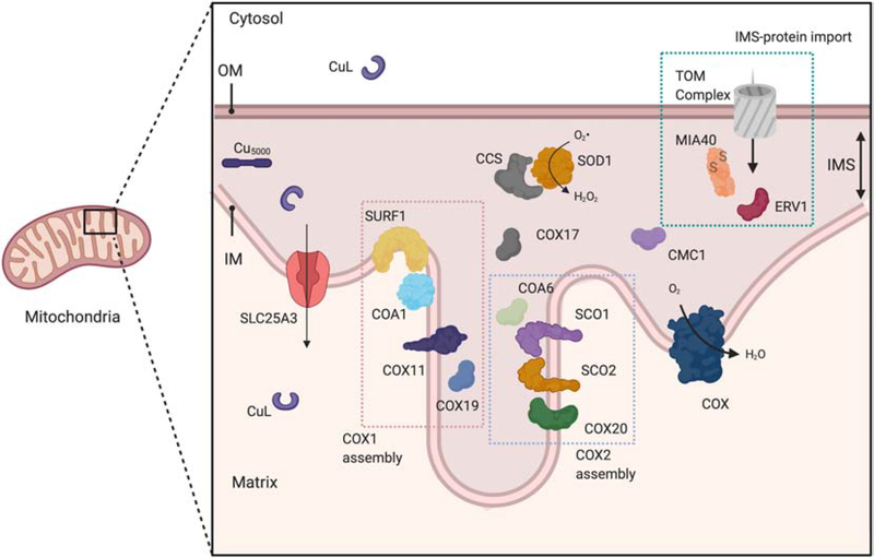 Figure 2: