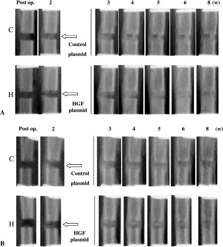 Fig. 1A–B