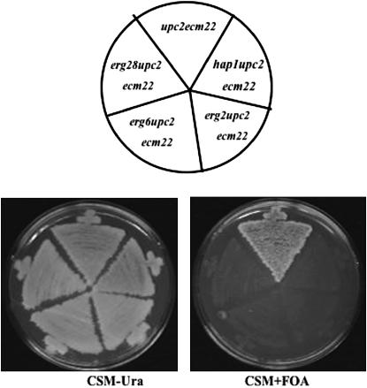 Figure 1.—