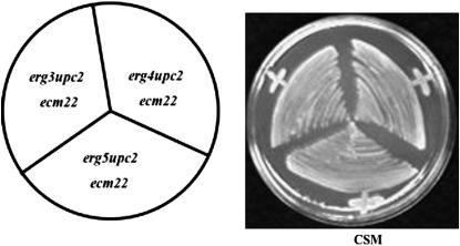 Figure 2.—