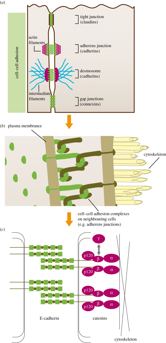 Figure 1.