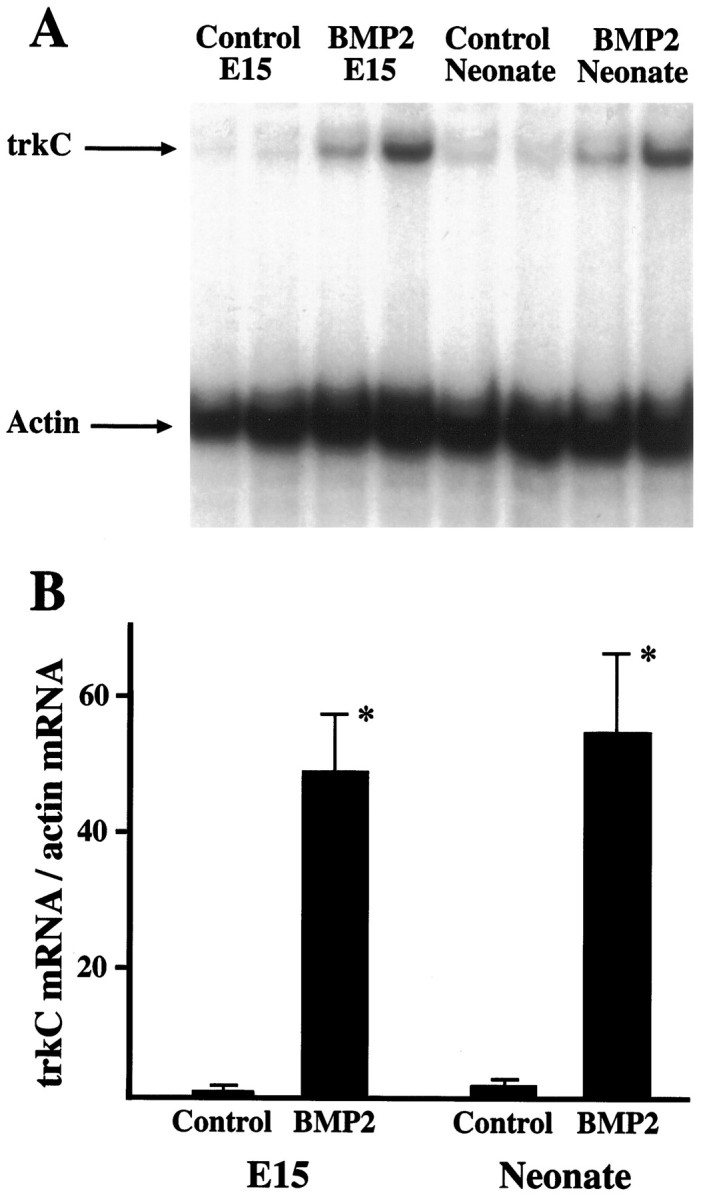 Fig. 10.