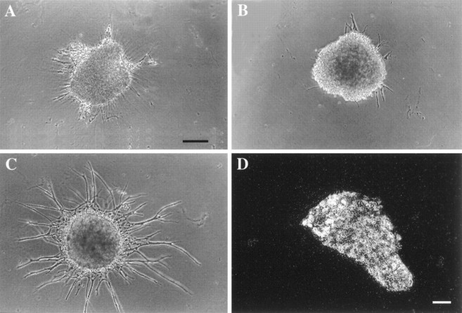 Fig. 11.