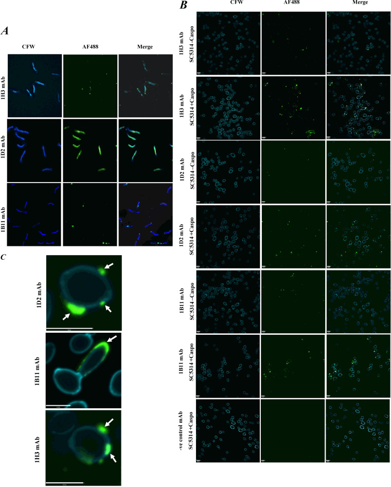 FIG 4