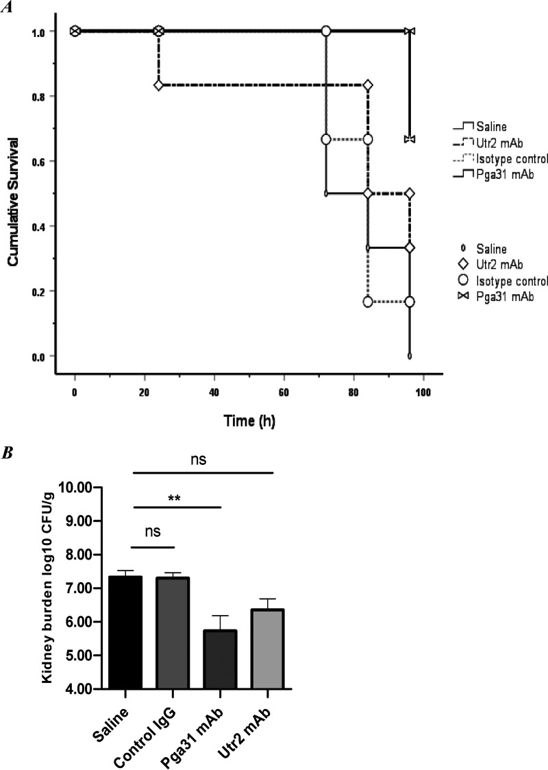 FIG 6