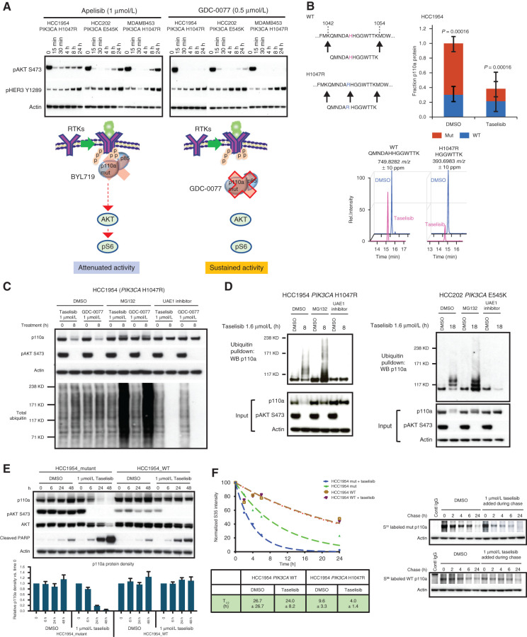 Figure 3. Taselisib depletes mutant p110a protein through ubiquitin and proteasome mechanism in a dose- and time-dependent manner. A, Western blots of the inhibitor response in PI3K signaling (pHER3 and pAKT) in PIK3CA-mutant (HCC1954, HCC202, and MDA-MB-453) cell lines treated with 1 μmol/L BYL719 or 0.5 μmol/L GDC-0077 for indicated time points. B, Mass spectrometry of HCC1954 cells treated for 24 hours with 500 nmol/L taselisib. A neotryptic peptide generated from PIK3CA H1047R was used to assess mutant protein levels compared with WT protein in the same lysate. C, Rescue of taselisib- or GDC-0077–mediated p110a degradation in HCC1954 cells by either a proteasome inhibitor (MG132) or a ubiquitin activating enzyme E1 (UAE1) inhibitor. D, HCC1954 PIK3CA H1047R cells were treated 8 hours or HCC202 PIK3CA E545K cells were treated for 18 hours with either DMSO or 1 μmol/L taselisib ± MG132 or ± UAE1 inhibitor. Protein lysates were run on Western blot and probed with antibodies to p110a, pAKT, and β-actin, or ubiquitinated proteins were pulled down with TUBE1 reagent and then blotted with anti-p110a antibody. E, HCC1954 cells engineered to be isogenic for PIK3CA-mutant or PIK3CA-WT were treated with 1 μmol/L taselisib for up to 48 hours followed by Western blotting. Experimental replicates n = 3 were used to quantify p110a. F, Pulse-chase of isogenic cell lines, HCC1954_mutant and HCC1954_WT. PI3K inhibitor taselisib at 1 μmol/L was added during the chase. Pulldown with p110a antibody was followed by autoradiography and data fit to a single exponential decay function.