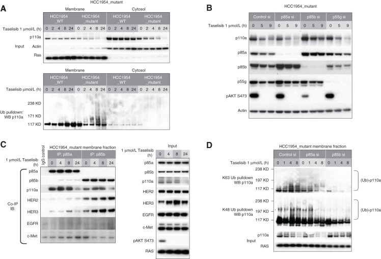 Figure 4. Taselisib-mediated degradation of mutant p110a occurs preferentially at the plasma membrane. A, Subcellular fractionation of isogenic HCC1954_mutant and HCC1954_WT cells. Pulldown of ubiquitinated protein was followed by Western blotting with anti-p110a. B, HCC1954_mutant cells were transfected with p85a, p85b, or p55g isoform-specific siRNA followed by 1 μmol/L taselisib treatment. C, HCC1954_mutant cell line was treated with 1 μmol/L taselisib for up to 24 hours. Cell lysates were precipitated with p85a or p85b antibody, followed by immunoblot with antibodies indicated to the left. IB, immunoblotting; IP, immunoprecipitation. D, HCC1954_mutant cells were transfected with p85a or p85b siRNA followed by taselisib treatment. Cells were harvested at various time points and fractionated. K63- or K48-linked ubiquitin conjugated protein was pulled down from membrane fraction and analyzed by immunoblotting with p110a antibody.