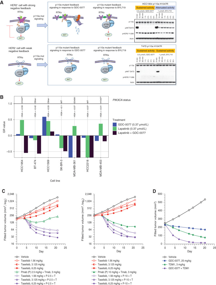 Figure 6. p110a-Mutant degrading inhibitors provide more benefit in HER2-positive versus HER2-negative p110a-mutant cancers. A, Mechanistic model of drug-induced p110a degradation in HER2-positive and HER2-negative PIK3CA-mutant cells. B, Growth response of seven HER2-amplified breast cancer cells with different PIK3CA status to treatment with GDC-0077 at 0.37 μmol/L (blue), lapatinib at 0.37 μmol/L (green), or the combination (dark purple). The y-axis shows normalized growth inhibition (GR value); HSA stands for excess over single agent. C, Tumor growth curve from KPL-4 (HER2+, PIK3CA H1047R) xenograft treated with vehicle, taselisib, trastuzumab plus pertuzumab, or the indicated drug combination. D, Tumor growth curve from KPL-4 (HER2+, PIK3CA H1047R) xenograft treated with vehicle, GDC-0077, TDM-1, or the indicated drug combination.