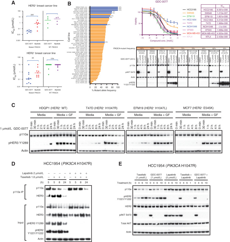 Figure 5. Taselisib- and GDC-0077–induced mutant p110a degradation is dependent on RTK activity. A, Cell viability IC50 values determined by quantifying ATP from breast tumor lines: HER2-positive PIK3CA-mutant (n = 6), HER2-positive PIK3CA-WT (n = 4), HER2-negative PIK3CA-mutant (n = 10), and HER2-negative PIK3CA-WT (n = 20) at 5 days posttreatment. B, Bar plot showing PIK3CA-mutant frequency among tumor lines harboring PIK3CA hotspot mutations. ATP-based cell viability assay in selected cell line (HCC2185, SW948, EFM-19, HCC1954, T-47D, NCIH1048, VP303, MDA-MB-453 and KPL-4). Western blot of the p110a protein levels and pAKT signaling in same cell lines treated with GDC-0077 for indicated concentrations for 24 hours. C, HER2-negative PIK3CA-WT or PIK3CA-mutant cells cultured in standard media with 10% FBS and treated with GDC-0077 alone or with addition of growth factors (EGF and neuregulin). D, HCC1954 PIK3CA H1047R cells treated with taselisib alone or combination of taselisib and lapatinib. Cell lysates were precipitated with p110a antibody, followed by Western blot with HER3 antibody. E, Cell lysates following treatment with taselisib or GDC-0077 alone or combination with lapatinib for indicated time points followed by Western blot analysis with indicated antibodies.