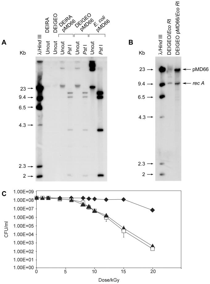 FIG.1.