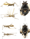 Figure 19