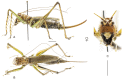 Figure 18