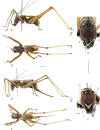 Figure 13