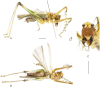 Figure 15