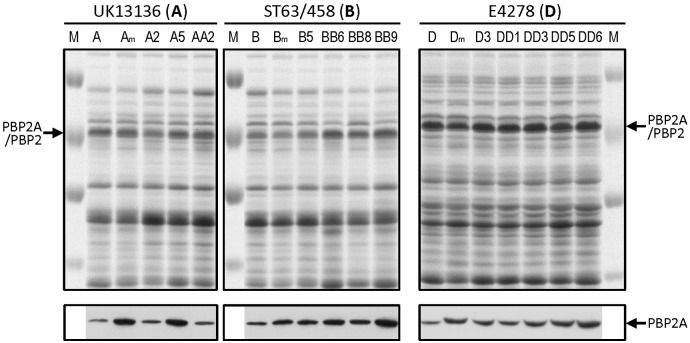 FIG 2 