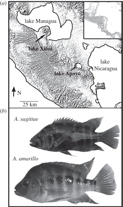 Figure 2.