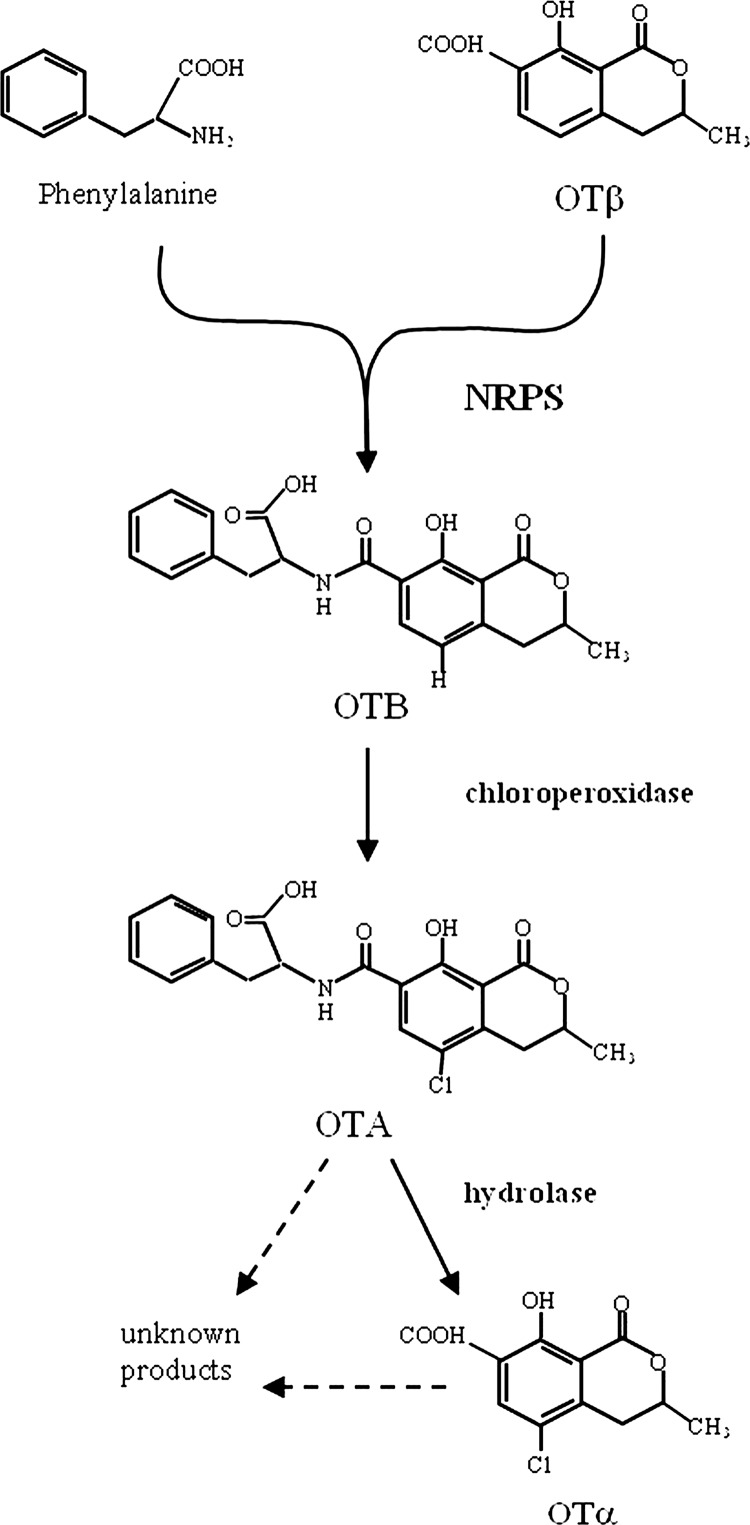 Fig 6