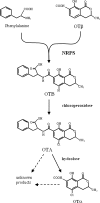 Fig 6