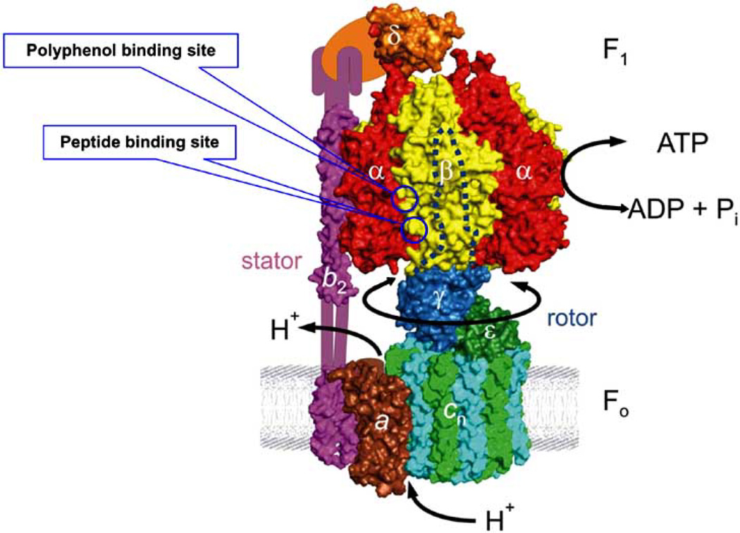 Fig 1