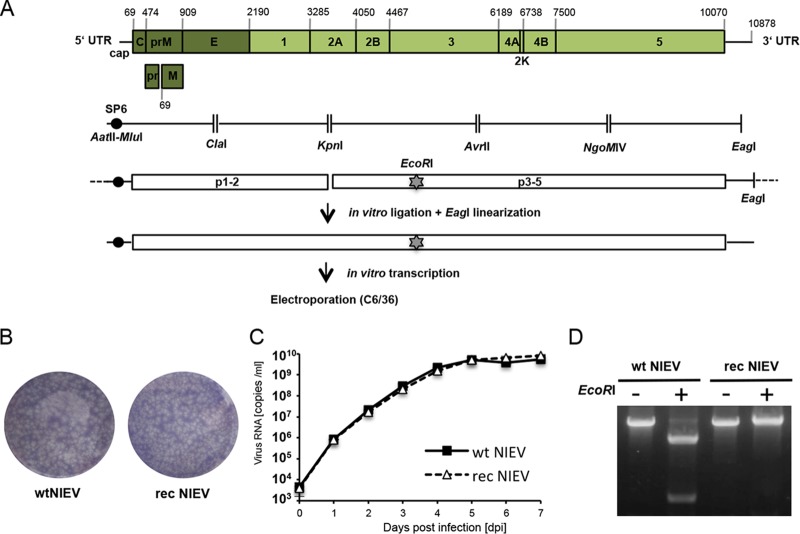 FIG 2 