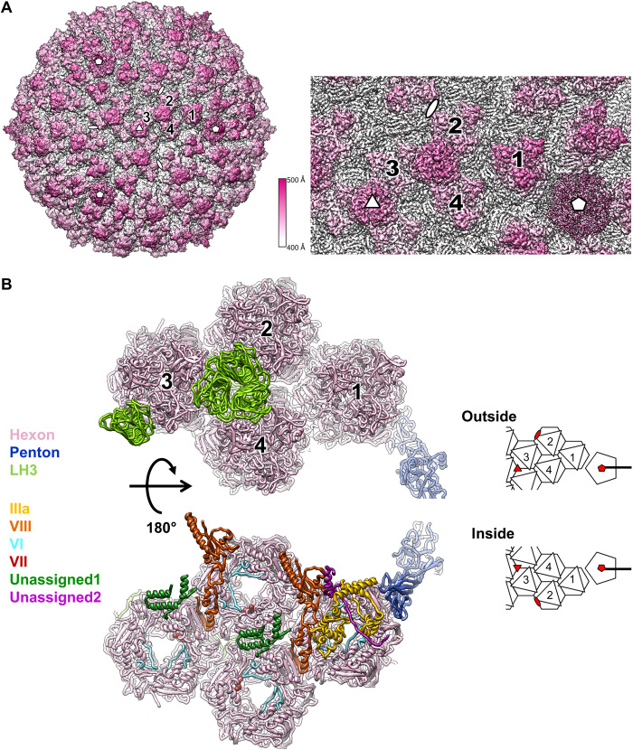 Fig. 1