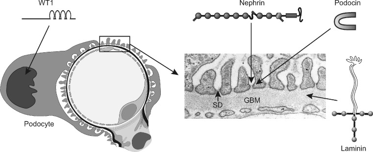 Fig. 1