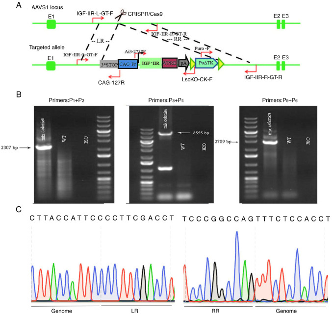 Figure 4.