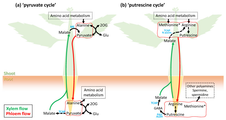 Phloem Sap Composition: What Have We Learnt from Metabolomics? - PMC