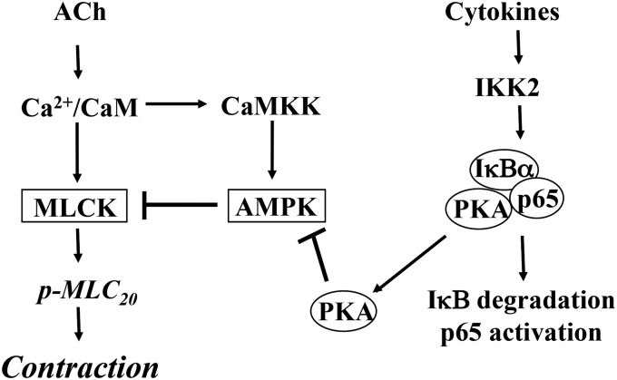 Fig. 10.