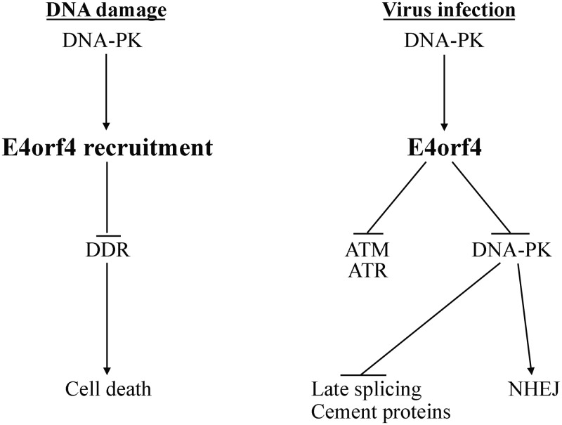 FIG 11