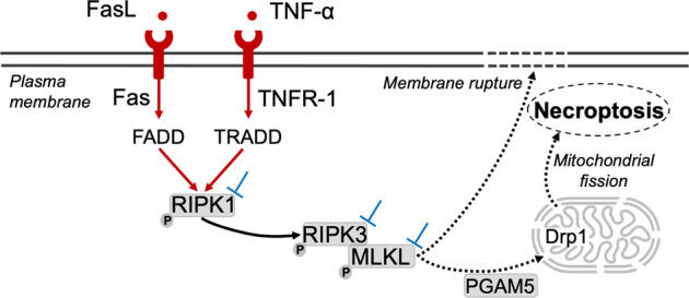 Fig. 1