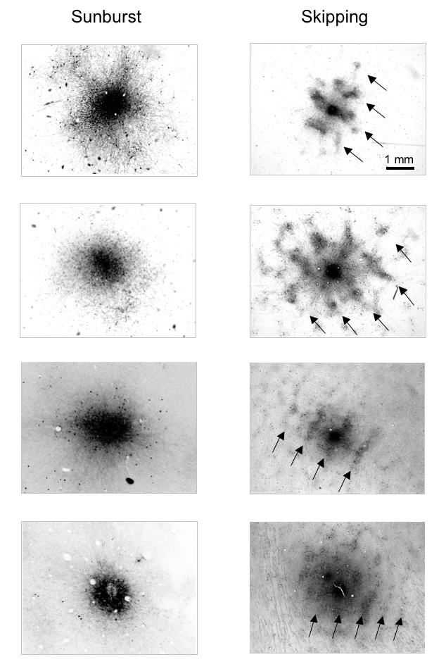 FIGURE 25