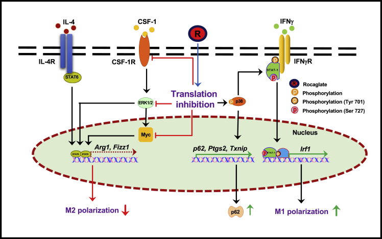 Figure 5